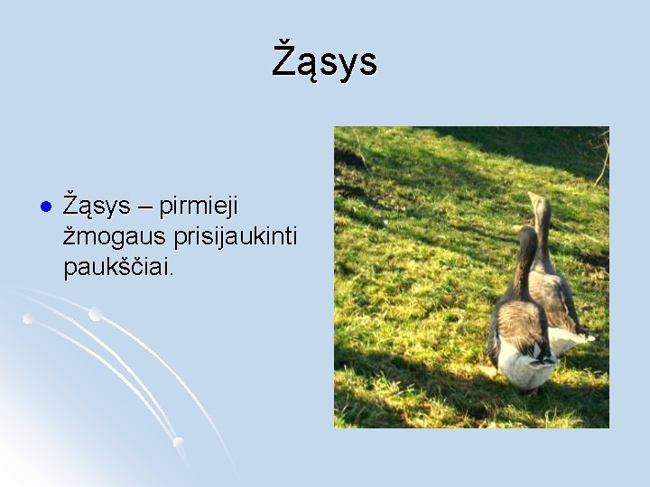 Žąsys l Žąsys – pirmieji žmogaus prisijaukinti paukščiai. 