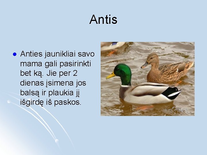 Antis l Anties jaunikliai savo mama gali pasirinkti bet ką. Jie per 2 dienas