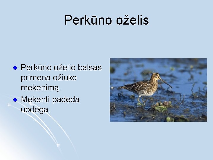 Perkūno oželis l l Perkūno oželio balsas primena ožiuko mekenimą. Mekenti padeda uodega. 