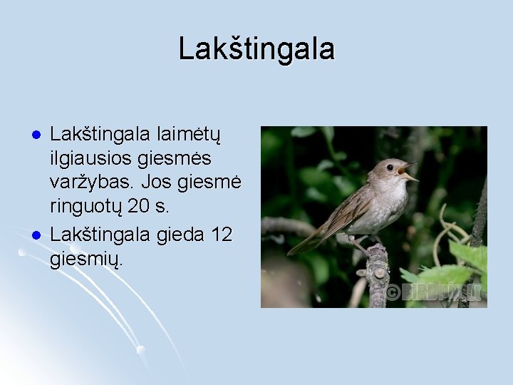 Lakštingala l l Lakštingala laimėtų ilgiausios giesmės varžybas. Jos giesmė ringuotų 20 s. Lakštingala