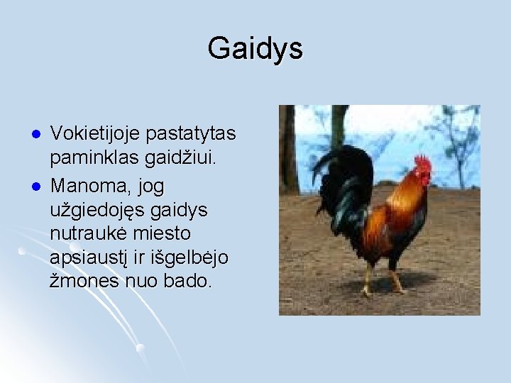 Gaidys l l Vokietijoje pastatytas paminklas gaidžiui. Manoma, jog užgiedojęs gaidys nutraukė miesto apsiaustį