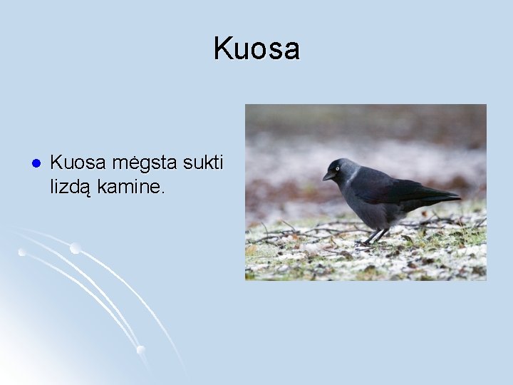 Kuosa l Kuosa mėgsta sukti lizdą kamine. 