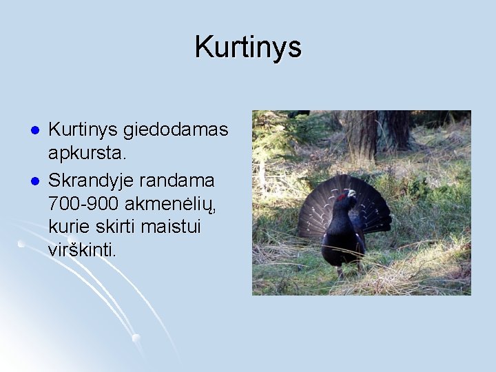 Kurtinys l l Kurtinys giedodamas apkursta. Skrandyje randama 700 -900 akmenėlių, kurie skirti maistui