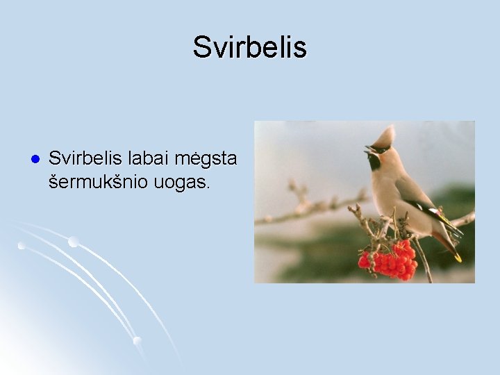 Svirbelis labai mėgsta šermukšnio uogas. 