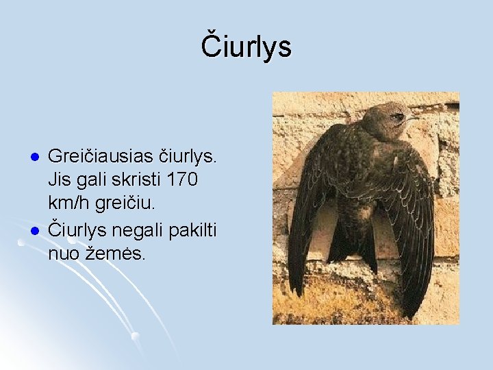 Čiurlys l l Greičiausias čiurlys. Jis gali skristi 170 km/h greičiu. Čiurlys negali pakilti