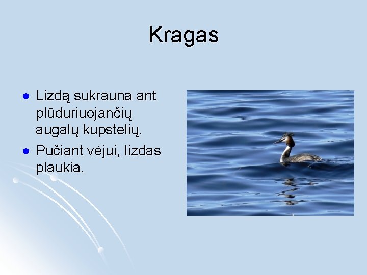 Kragas l l Lizdą sukrauna ant plūduriuojančių augalų kupstelių. Pučiant vėjui, lizdas plaukia. 