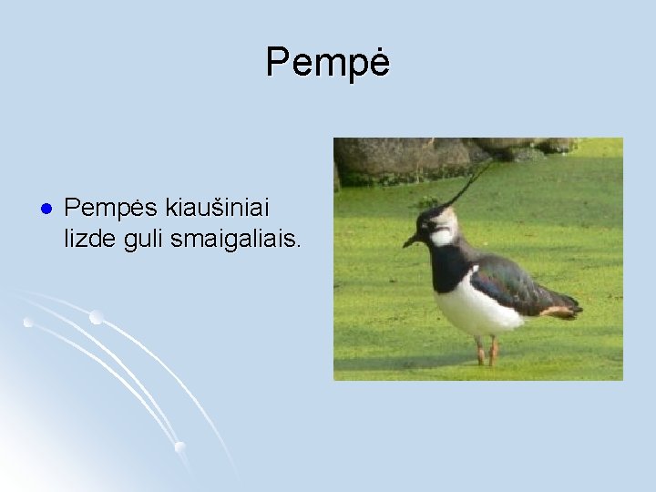 Pempė l Pempės kiaušiniai lizde guli smaigaliais. 