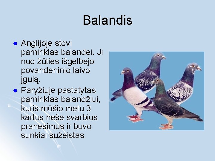 Balandis l l Anglijoje stovi paminklas balandei. Ji nuo žūties išgelbėjo povandeninio laivo įgulą.