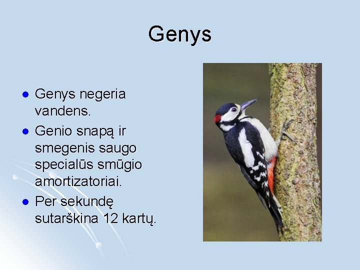 Genys l l l Genys negeria vandens. Genio snapą ir smegenis saugo specialūs smūgio