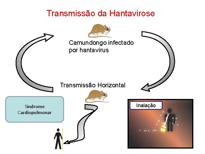 Transmissão da Hantavirose Camundongo infectado por hantavírus Transmissão Horizontal Síndrome Cardiopulmonar Inalação 