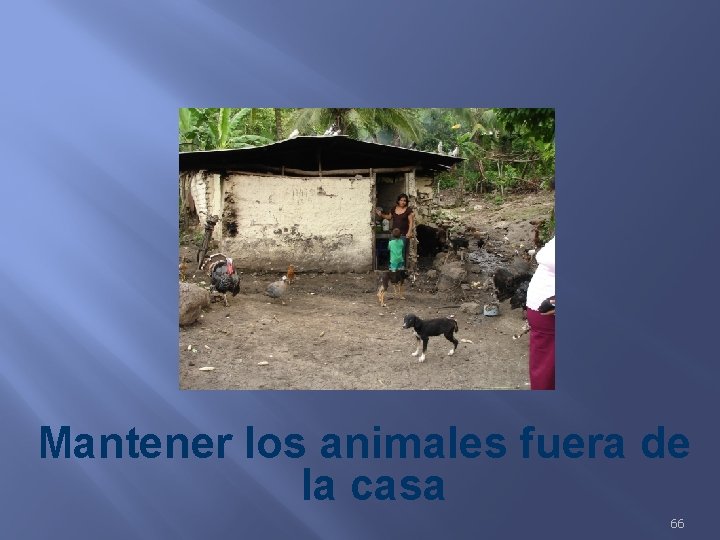 Mantener los animales fuera de la casa 66 