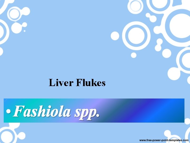 Liver Flukes • Fashiola spp. 