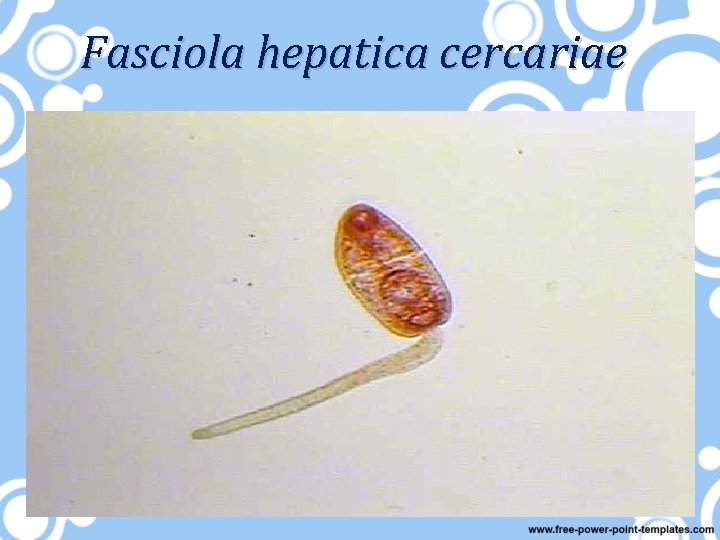 Fasciola hepatica cercariae 