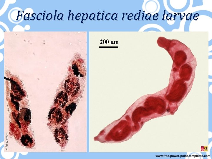 Fasciola hepatica rediae larvae 