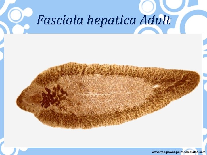 Fasciola hepatica Adult 