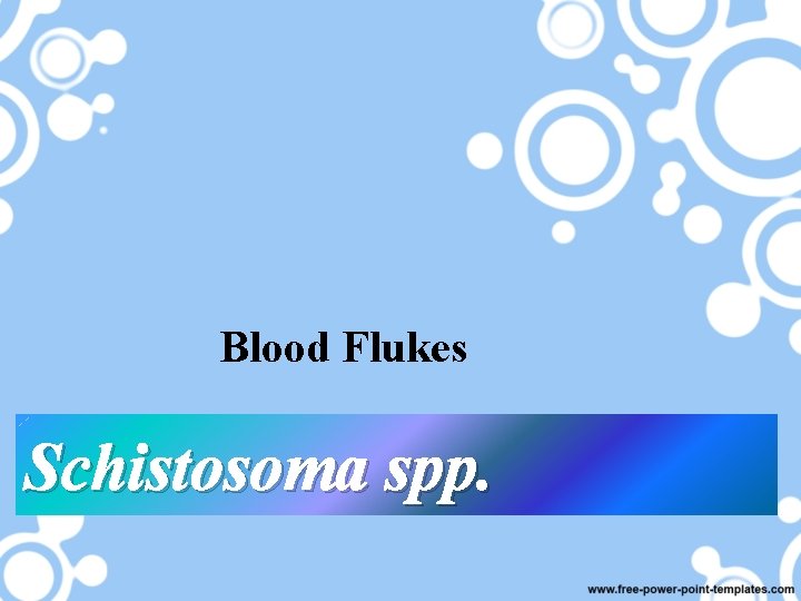 Blood Flukes Schistosoma spp. 