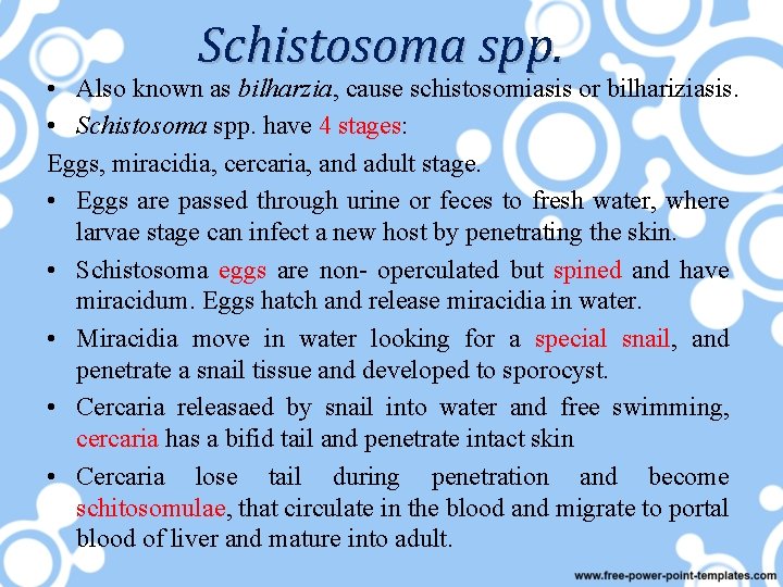 Schistosoma spp. • Also known as bilharzia, cause schistosomiasis or bilhariziasis. • Schistosoma spp.