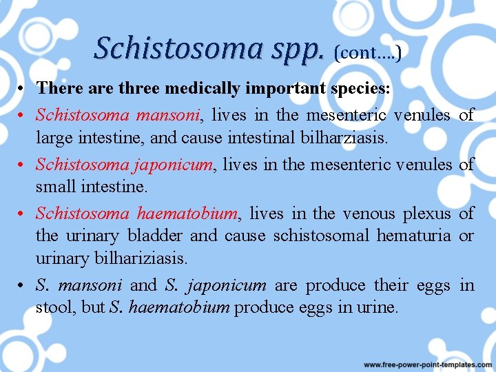 Schistosoma spp. (cont…. ) • There are three medically important species: • Schistosoma mansoni,