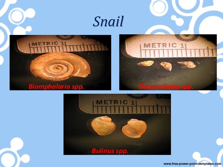 Snail Biomphalaria spp. Oncomelania spp. Bulinus spp. 