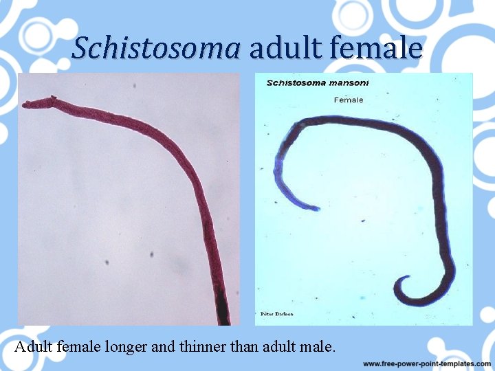 Schistosoma adult female Adult female longer and thinner than adult male. 