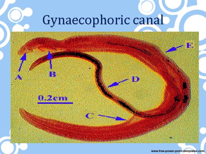 Gynaecophoric canal 