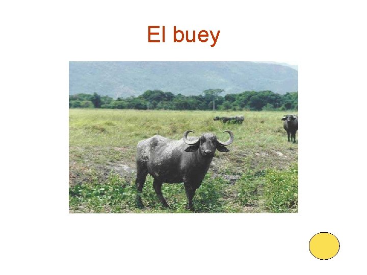 El buey 