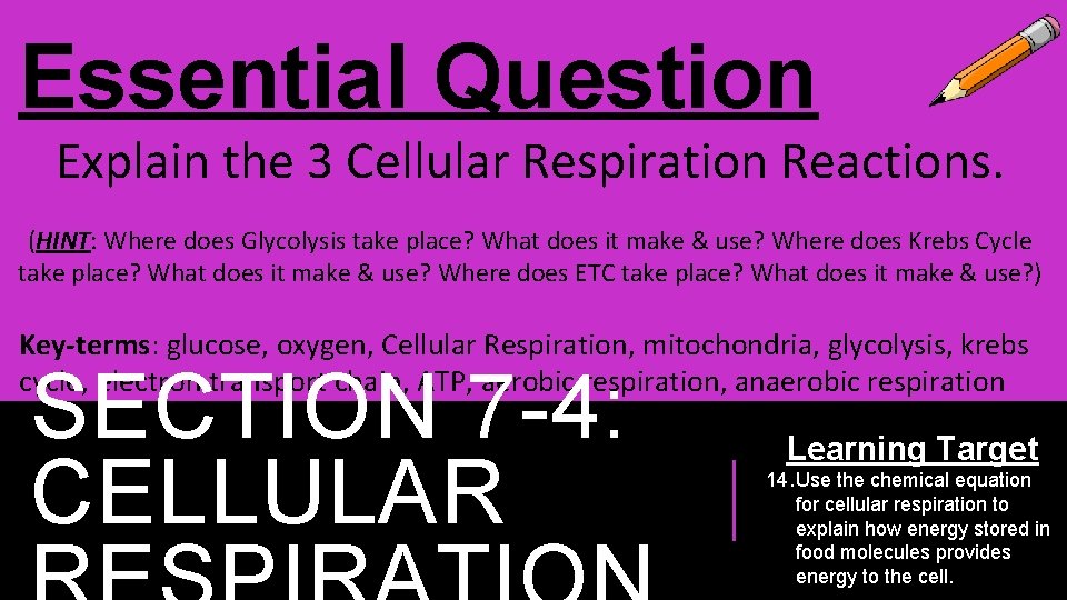 Essential Question Explain the 3 Cellular Respiration Reactions