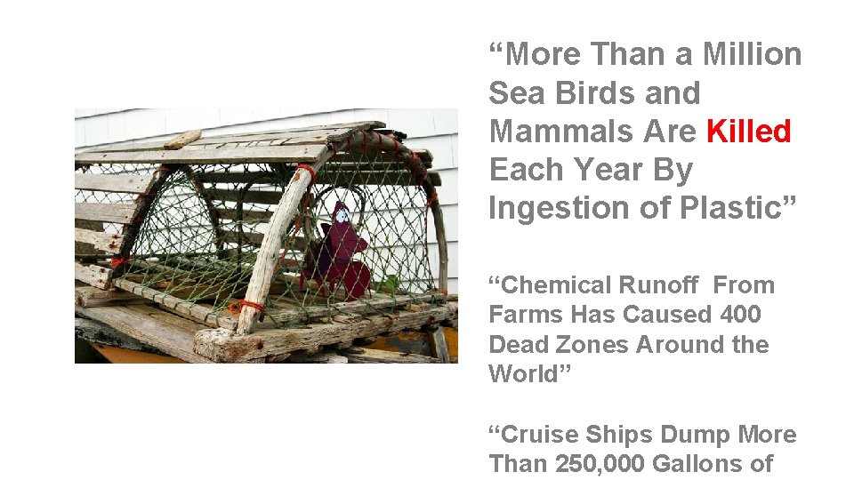 “More Than a Million Sea Birds and Mammals Are Killed Each Year By Ingestion