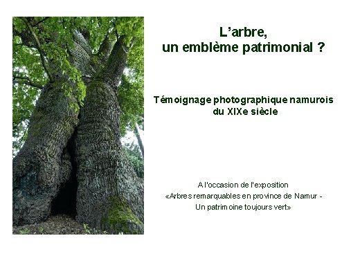 L’arbre, un emblème patrimonial ? Témoignage photographique namurois du XIXe siècle A l’occasion de