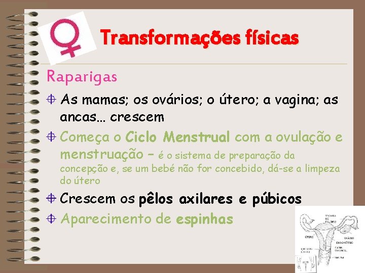 Transformações físicas Raparigas As mamas; os ovários; o útero; a vagina; as ancas… crescem