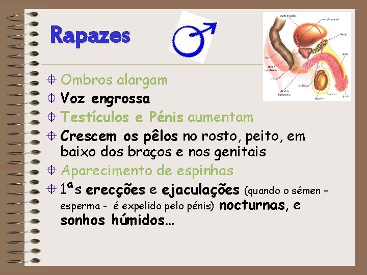 Rapazes Ombros alargam Voz engrossa Testículos e Pénis aumentam Crescem os pêlos no rosto,