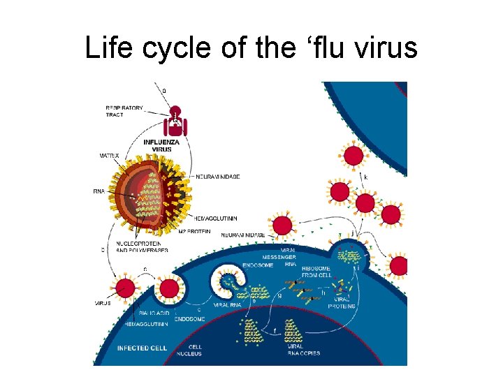 Life cycle of the ‘flu virus 