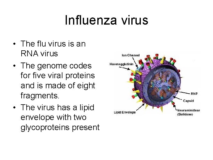 Influenza virus • The flu virus is an RNA virus • The genome codes
