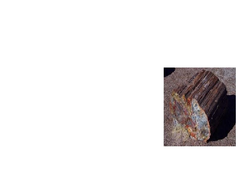 Petrology The Study of Rocks Example: Petrified wood = wood turned to rock At