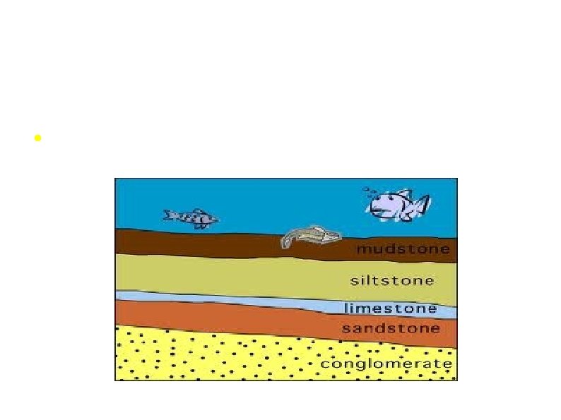 Fossils in Sedimentary Rocks An organism dies, gets buried under sediment and eventually preserved