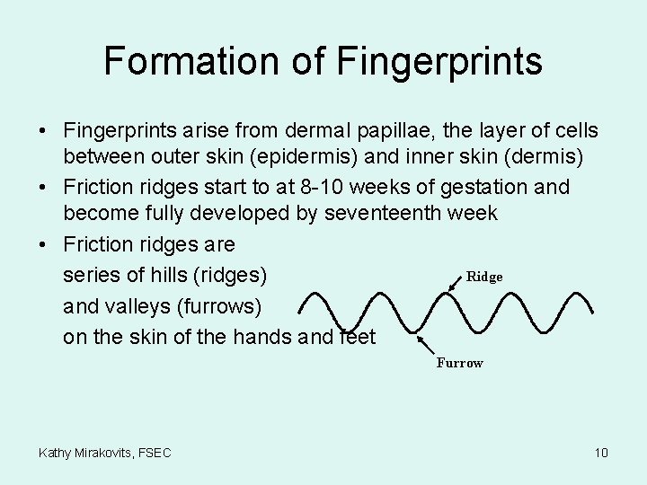 Formation of Fingerprints • Fingerprints arise from dermal papillae, the layer of cells between