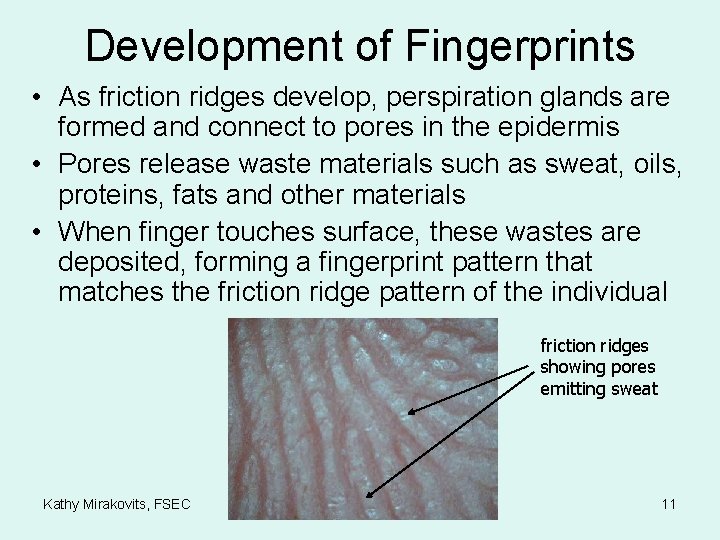 Development of Fingerprints • As friction ridges develop, perspiration glands are formed and connect