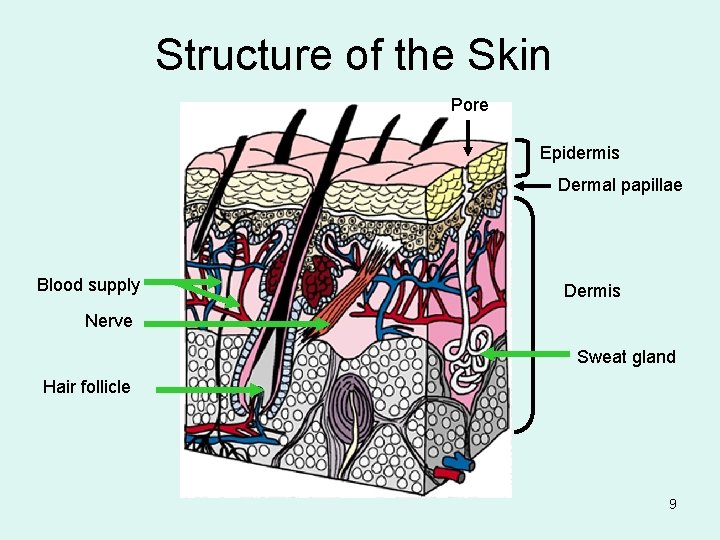 Structure of the Skin Pore Epidermis Dermal papillae Blood supply Dermis Nerve Sweat gland