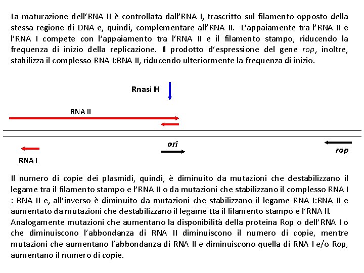 La maturazione dell’RNA II è controllata dall’RNA I, trascritto sul filamento opposto della stessa