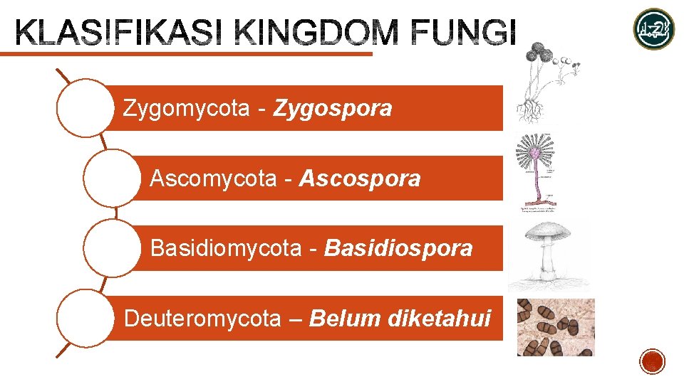 Zygomycota - Zygospora Ascomycota - Ascospora Basidiomycota - Basidiospora Deuteromycota – Belum diketahui 