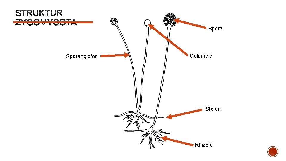 Sporangiofor Columela Stolon Rhizoid 