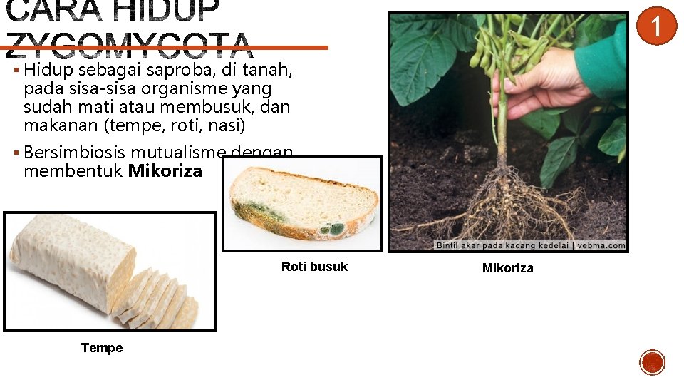 1 § Hidup sebagai saproba, di tanah, pada sisa-sisa organisme yang sudah mati atau
