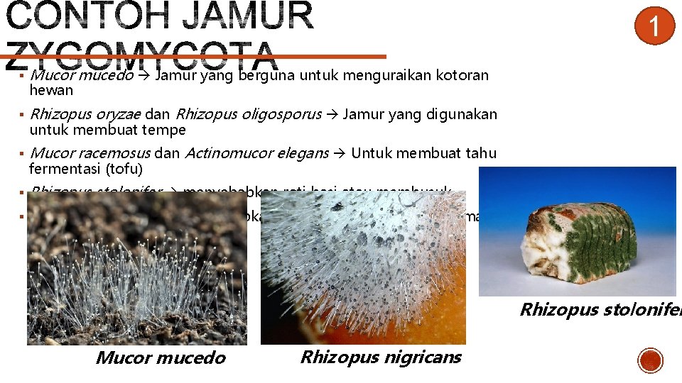 1 § Mucor mucedo Jamur yang berguna untuk menguraikan kotoran § Rhizopus oryzae dan