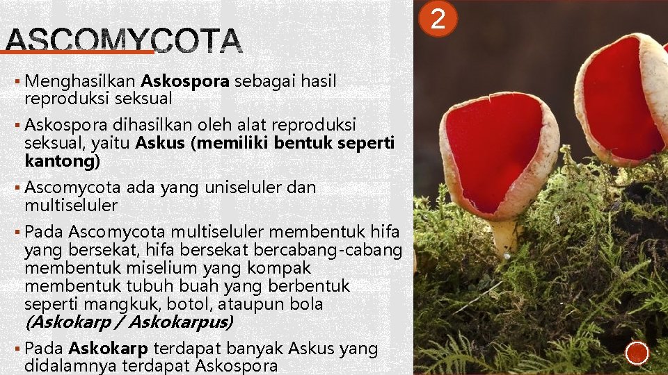 2 § Menghasilkan Askospora sebagai hasil reproduksi seksual § Askospora dihasilkan oleh alat reproduksi