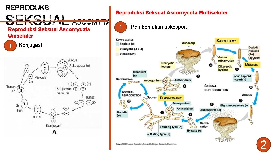 Reproduksi Seksual Ascomycota Multiseluler Reproduksi Seksual Ascomycota Uniseluler 1 1 Pembentukan askospora Konjugasi 2