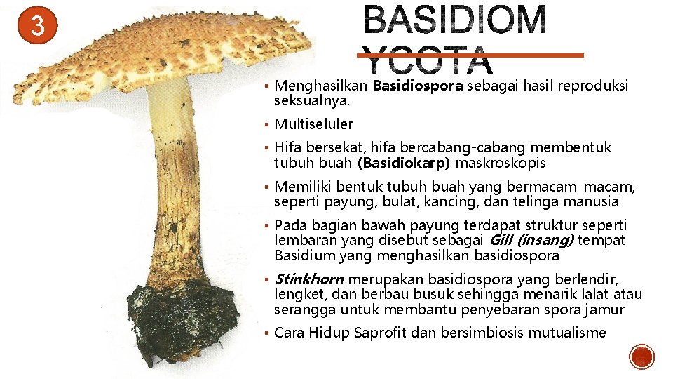 3 § Menghasilkan Basidiospora sebagai hasil reproduksi seksualnya. § Multiseluler § Hifa bersekat, hifa