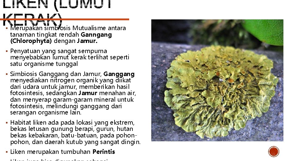 § Merupakan simbiosis Mutualisme antara tanaman tingkat rendah Ganngang (Chlorophyta) dengan Jamur. § Penyatuan