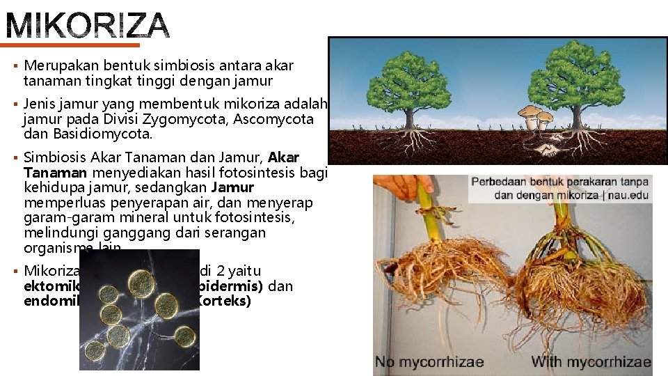 § Merupakan bentuk simbiosis antara akar tanaman tingkat tinggi dengan jamur § Jenis jamur