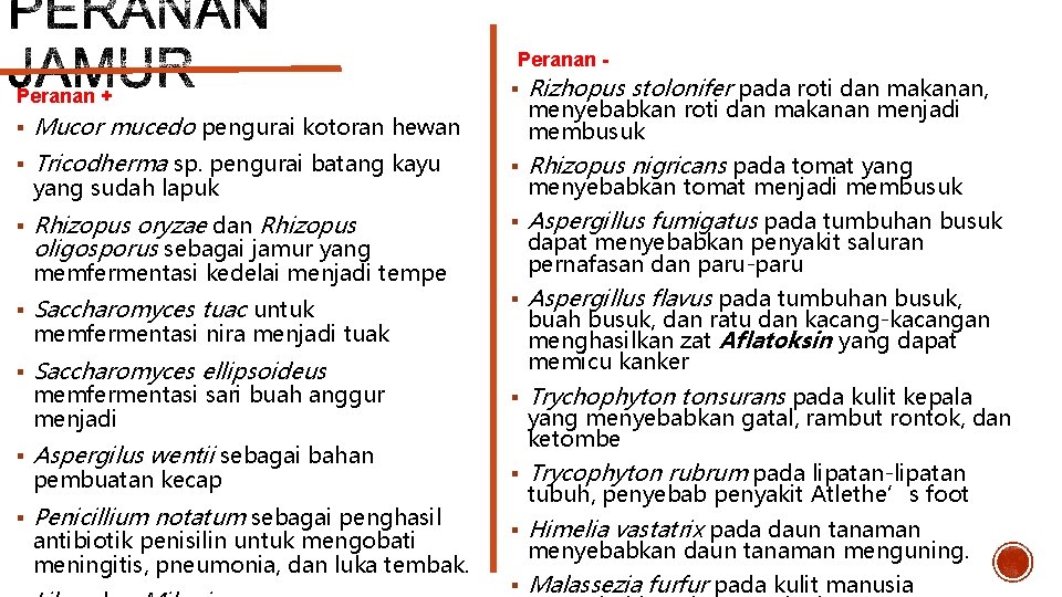 Peranan + Peranan § Rizhopus stolonifer pada roti dan makanan, menyebabkan roti dan makanan