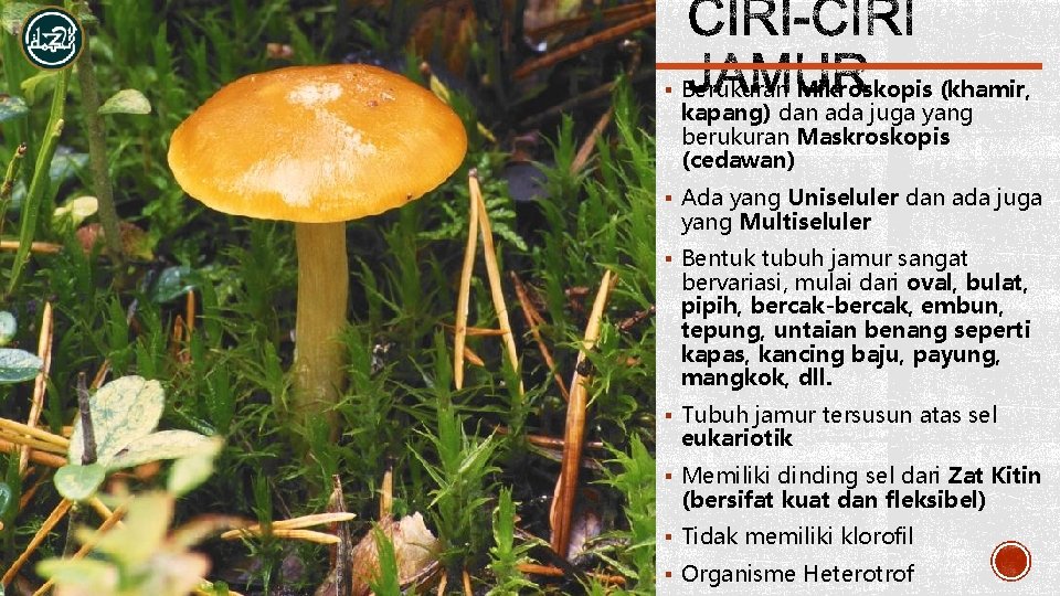 § Berukuran Mikroskopis (khamir, kapang) dan ada juga yang berukuran Maskroskopis (cedawan) § Ada